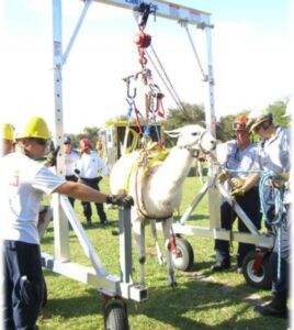 llama being lifted by a gantry crane